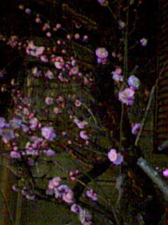 春一番の梅の花