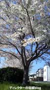 千葉県八千代市の桜2011（３）