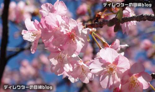 イクスピアリの河津桜が開花 15年早春の訪れ ディレクターの目線blog