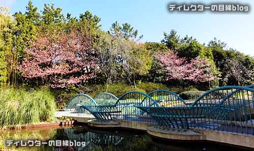 イクスピアリの河津桜が開花 2015年早春の訪れ