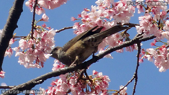春の三連休は、大寒桜が見頃です＠上野公園