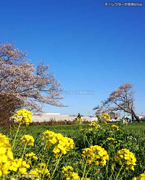 コロナ危機と自粛疲れに、写真で少しでも春を… 青空 桜 土筆 菜の花を届けます!