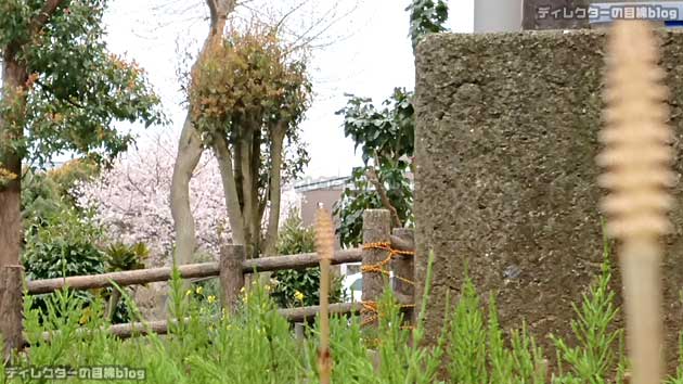 コロナ危機と自粛疲れに、写真で少しでも春を… 青空 桜 土筆 菜の花を届けます!