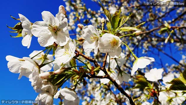 コロナ危機と自粛疲れに、写真で少しでも春を… 青空 桜 土筆 菜の花を届けます!