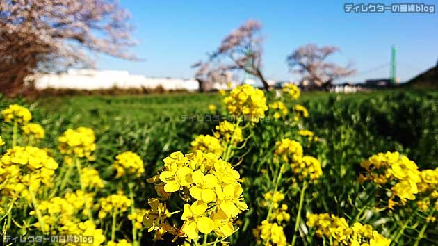 コロナ危機と自粛疲れに、写真で少しでも春を… 青空 桜 土筆 菜の花を届けます!