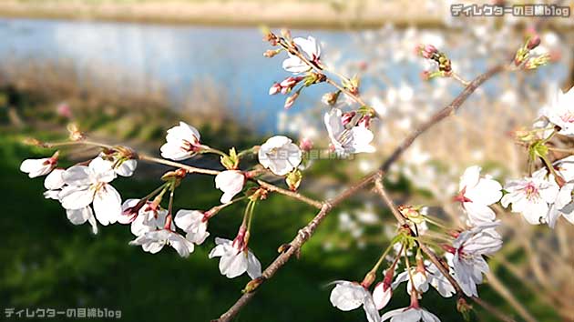 コロナ危機と自粛疲れに、写真で少しでも春を… 青空 桜 土筆 菜の花を届けます!