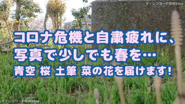 コロナ危機と自粛疲れに、写真で少しでも春を… 青空 桜 土筆 菜の花を届けます!