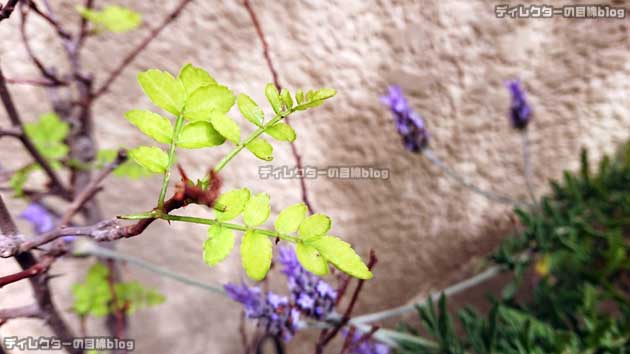 山椒の新芽