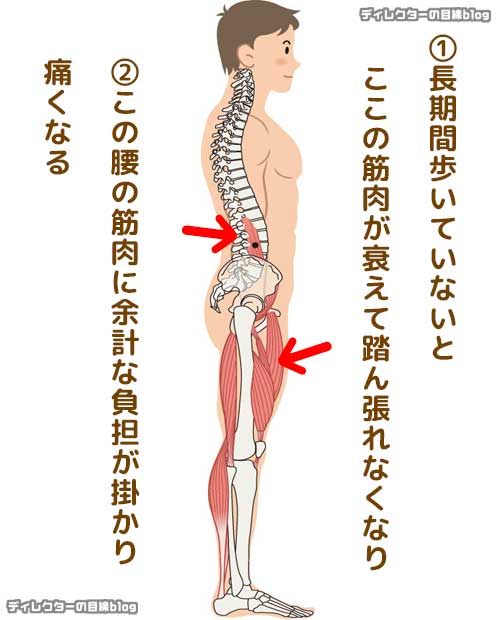 ハムストリングス（太ももの裏の筋肉）と大腿四頭筋を伸ばすストレッチ