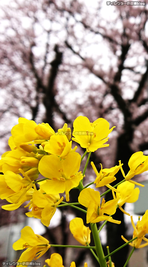 2022年の桜が見頃に… 今年の花見はチェアリング!かな……