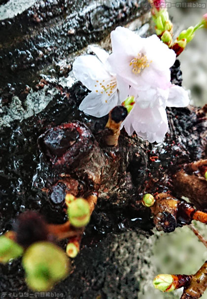 雨降りの中で見つけた桜とつぼみ