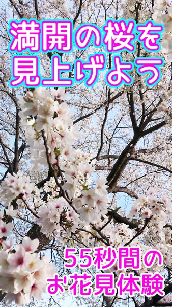 満開の桜を見上げよう～55秒間のバーチャルお花見体験～【縦画面】