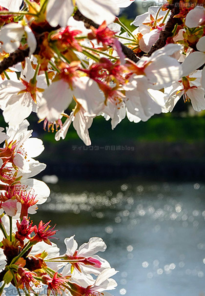 川辺で桜
