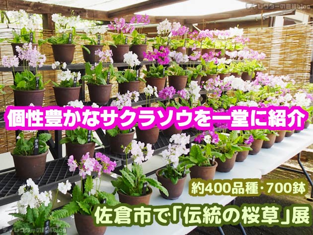 個性豊かなサクラソウを一堂に展示・佐倉市で「伝統の桜草」展で約400品種700鉢