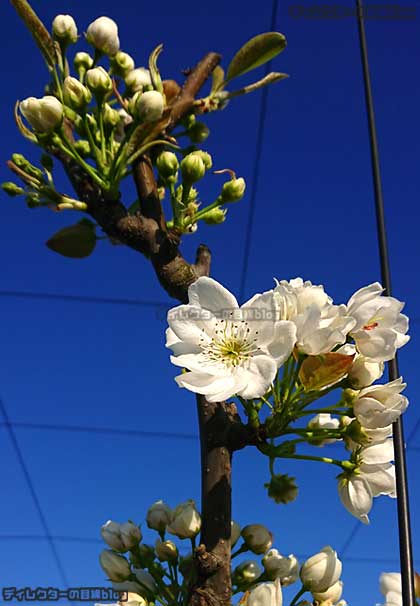 二ホンナシ(梨)の花
