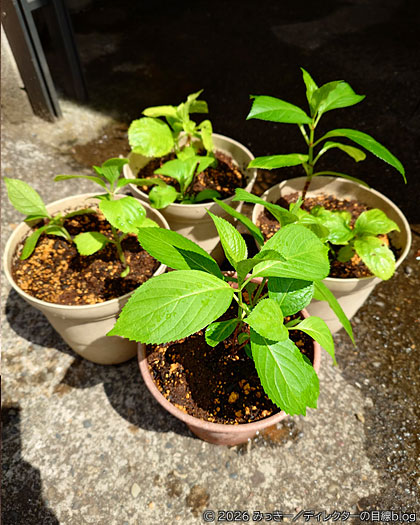 紫陽花の植え替え