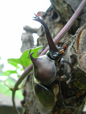 カブトムシ