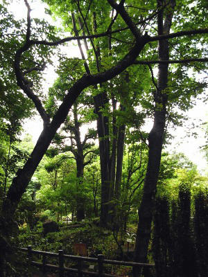 薬用植物園