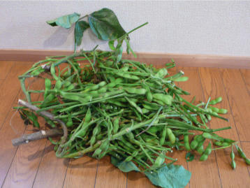 edamame-1.jpg