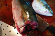 hamachi1.jpg
