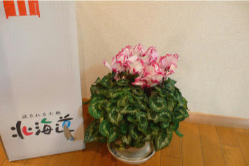 sikuramen.jpg
