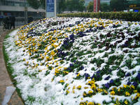 花壇も雪化粧