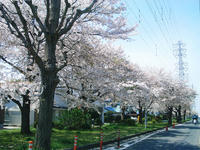 去年の桜が満開の様子