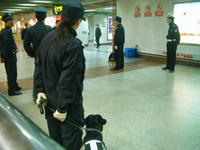 警察犬、警備中