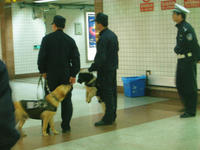 じゃれる警察犬たち