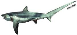 Thresher_shark.jpg