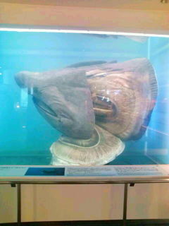 ウバザメの頭部