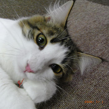 にゃんこ１