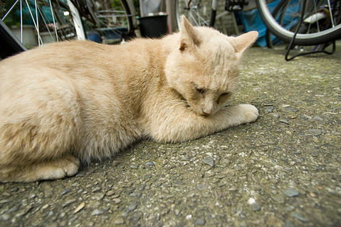 2008091301.jpg