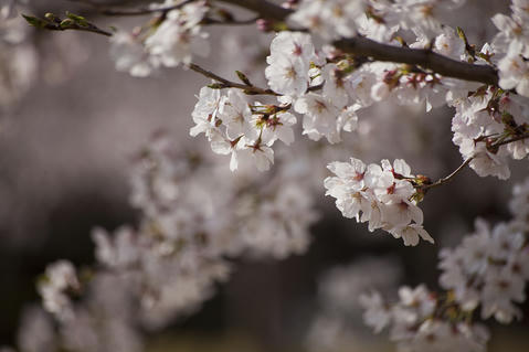 2011041002.jpg
