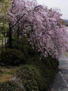 2011041112240000.jpg