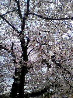 2011041114010002.jpg