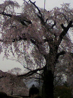 2011041114460000.jpg