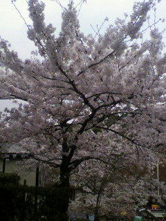 2011041115310000.jpg