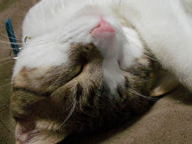 IMGP10394.jpg