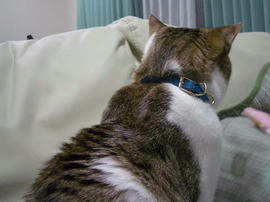 IMGP10738.jpg