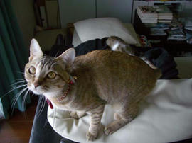 IMGP10772.jpg