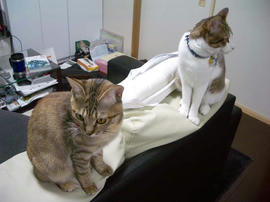 IMGP10776.jpg