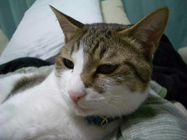 IMGP10803.jpg