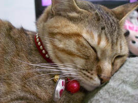 IMGP10812.jpg