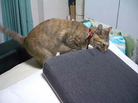 IMGP10813.jpg