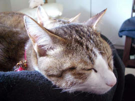 IMGP10838.jpg