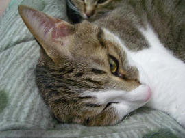 IMGP10865.jpg