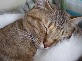 IMGP11043.jpg