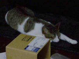 IMGP11132.jpg