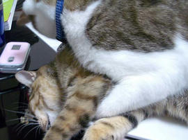 IMGP11130.jpg